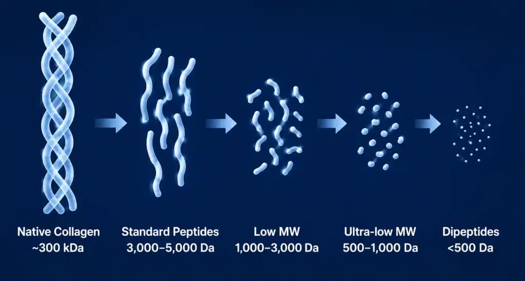 Molecular weight comparison of collagen peptides from native collagen at 300 kDa down to dipeptides under 500 Da