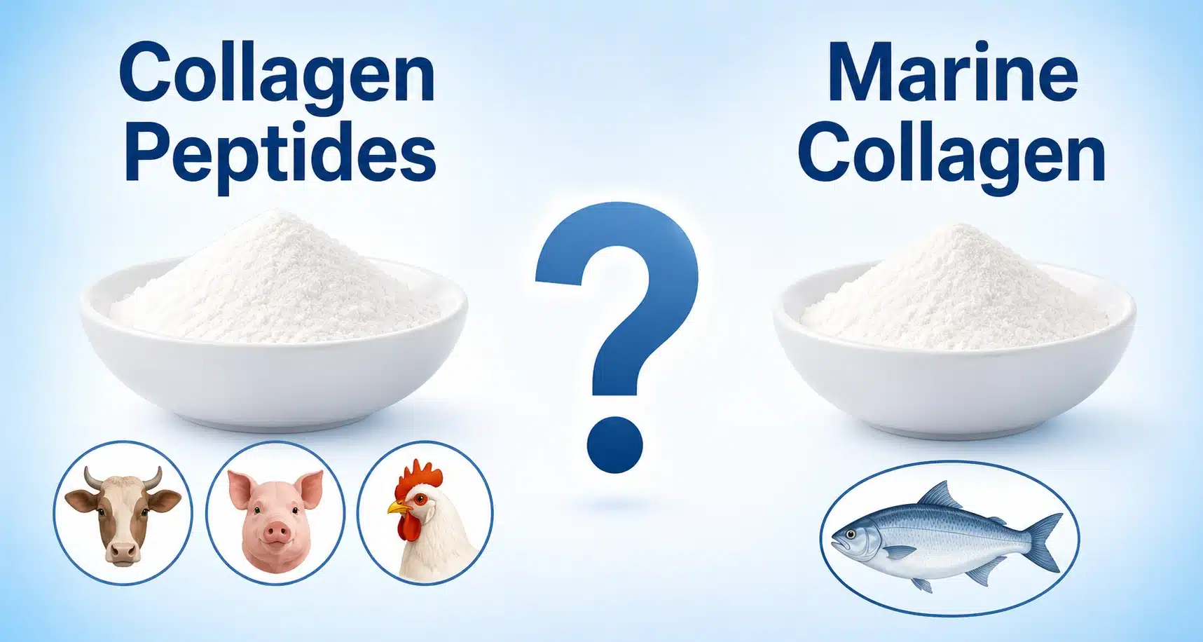 Collagen peptides vs marine collagen comparison cover image showing sources from animals and fish