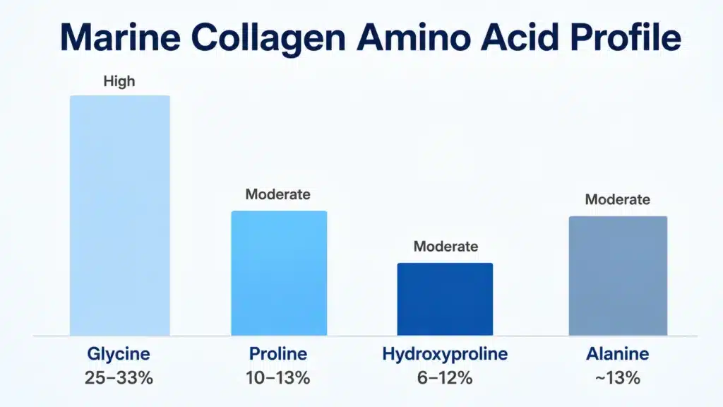 Amino acid profile of marine collagen showing glycine 25-33%, proline 10-13%, hydroxyproline 6-12%, and alanine 13%