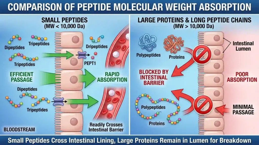 Diagram comparing peptide molecular weight absorption, showing how low molecular weight keratin peptides cross the intestinal barrier efficiently
