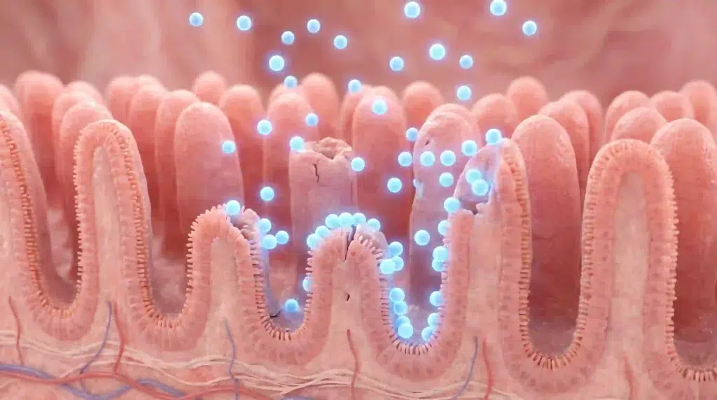 Glycine and proline molecules repairing gut lining illustrating beef bone broth protein gut health benefits