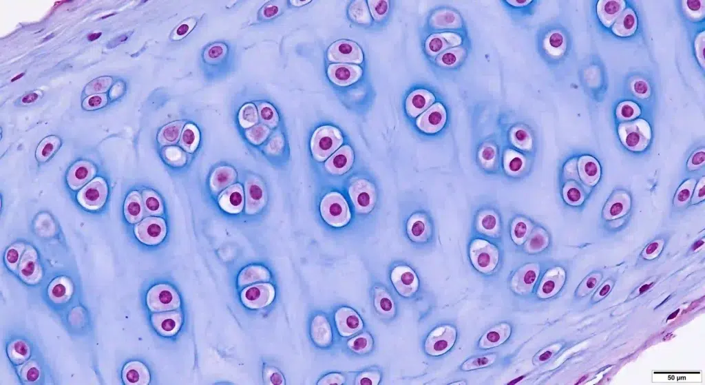 Microscopic view of cartilage tissue with type II collagen fibers