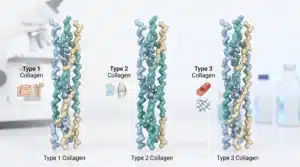 Collagen Type 1 vs 2 vs 3 Comparison