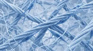 3D scientific rendering of the interwoven network of collagen types in eggshell membrane including types I, V, and X.