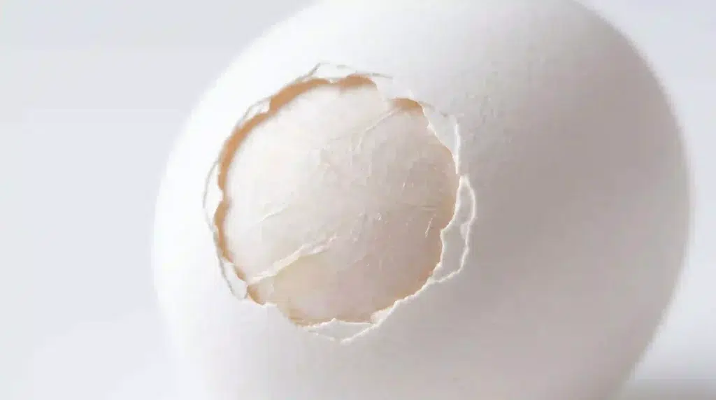 Fresh egg displaying the inner eggshell membrane, the natural source of type-X collagen and hyaluronic acid for fermented collagen.