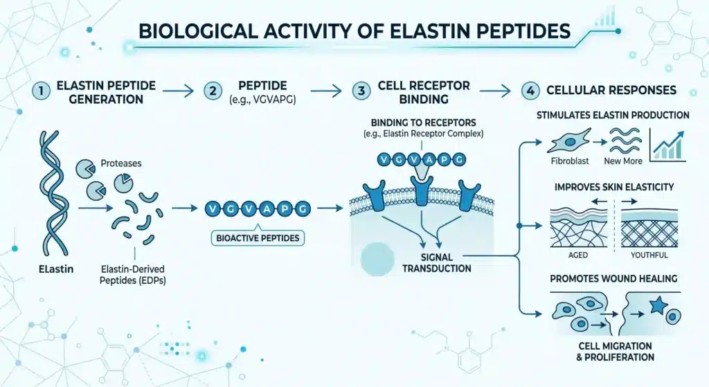 Minimalist infographic showing the biological activity of elastin peptides, illustrating VGVAPG binding to cell surface receptors with simple icons and connecting lines.