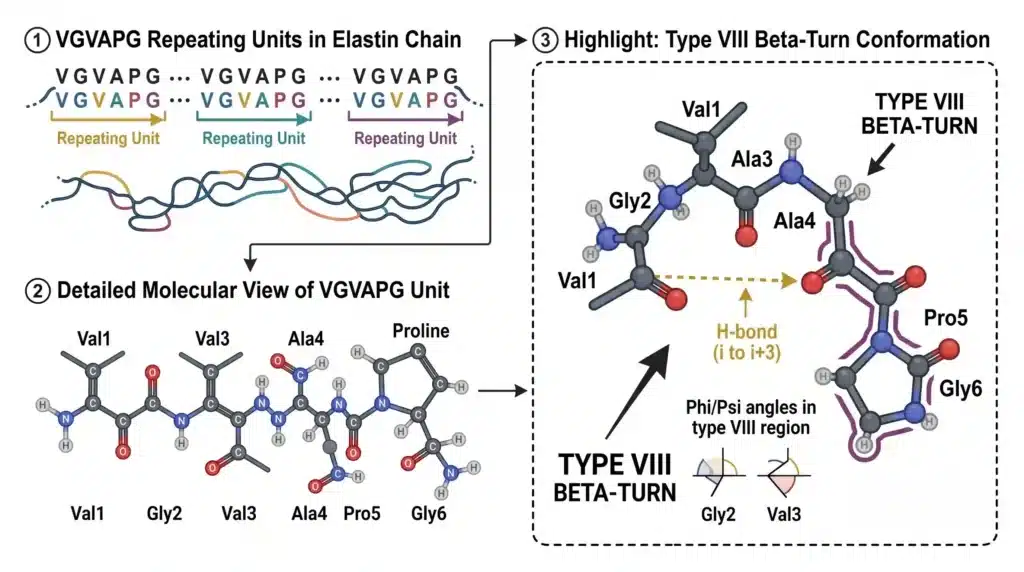 Illustrated diagram of the VGVAPG amino acid sequence in elastin, highlighting the type VIII beta-turn conformation that acts as a molecular hinge." title="VGVAPG Elastin Sequence Beta-Turn Structure