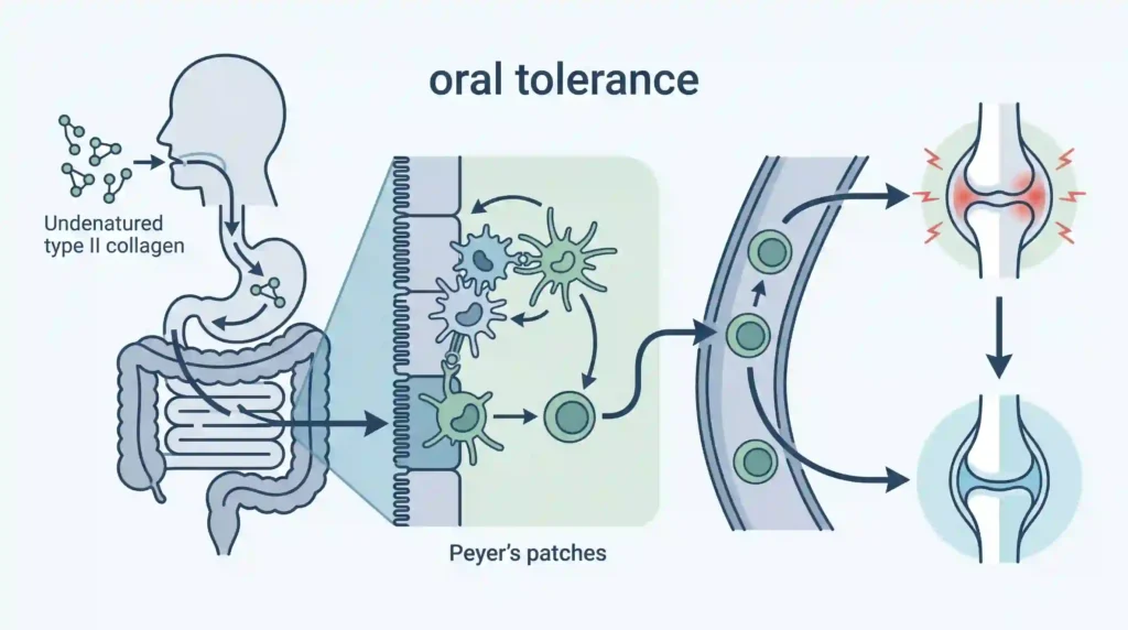 Infographic showing how undenatured type II collagen triggers oral tolerance to reduce joint inflammation