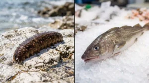 Fresh sea cucumber beside fresh cod fish representing the raw source of sea cucumber peptide and fish collagen